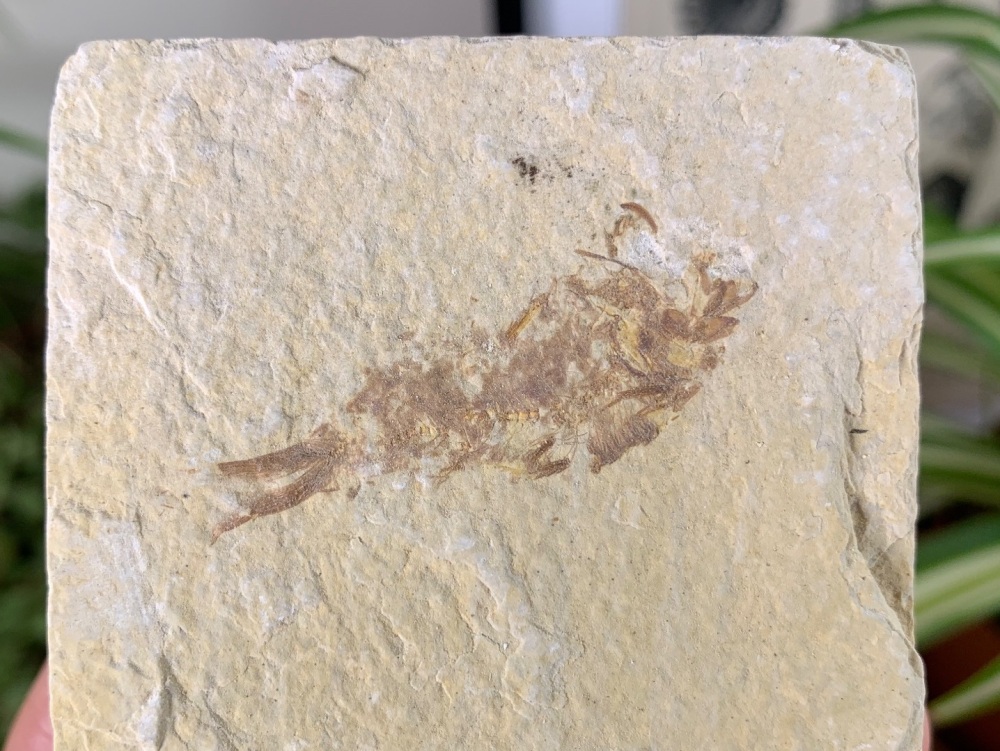 Fossil Fish, Green River Formation #32