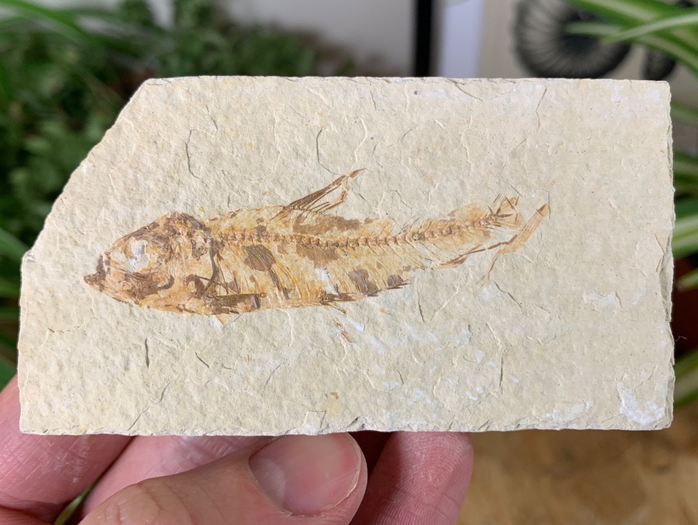Fossil Fish, Green River Formation #33