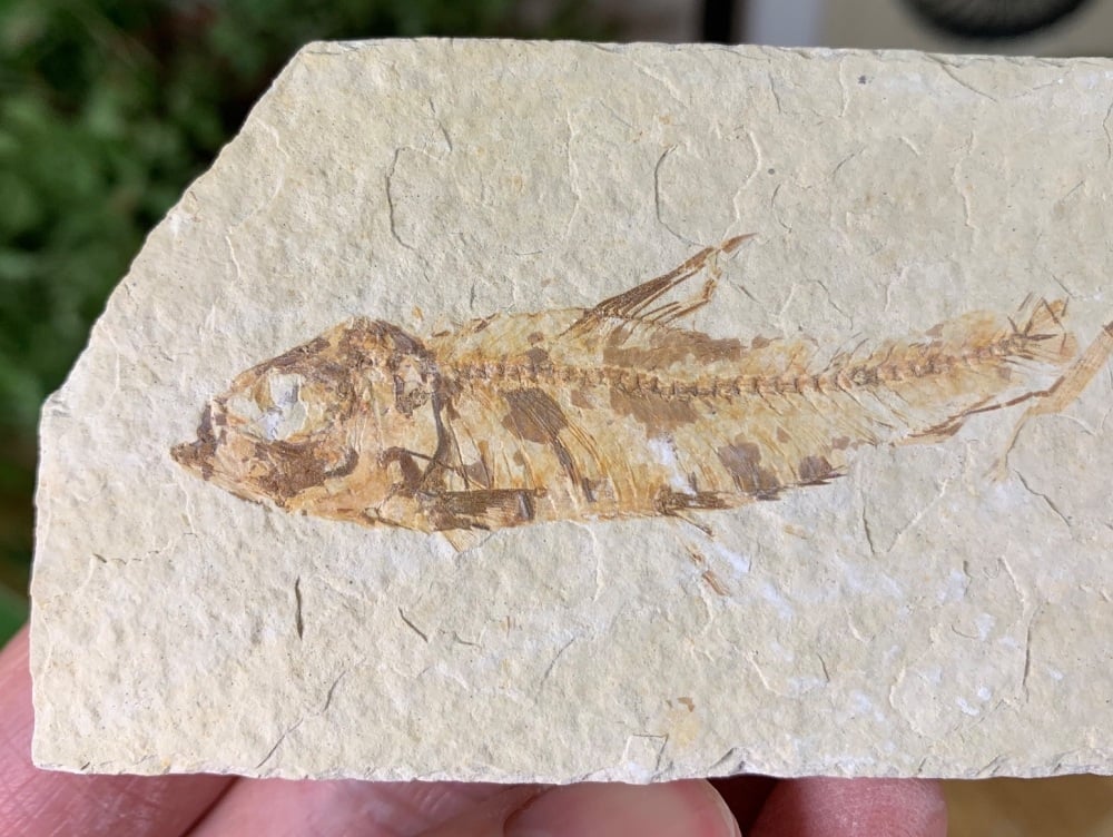 Fossil Fish, Green River Formation #33