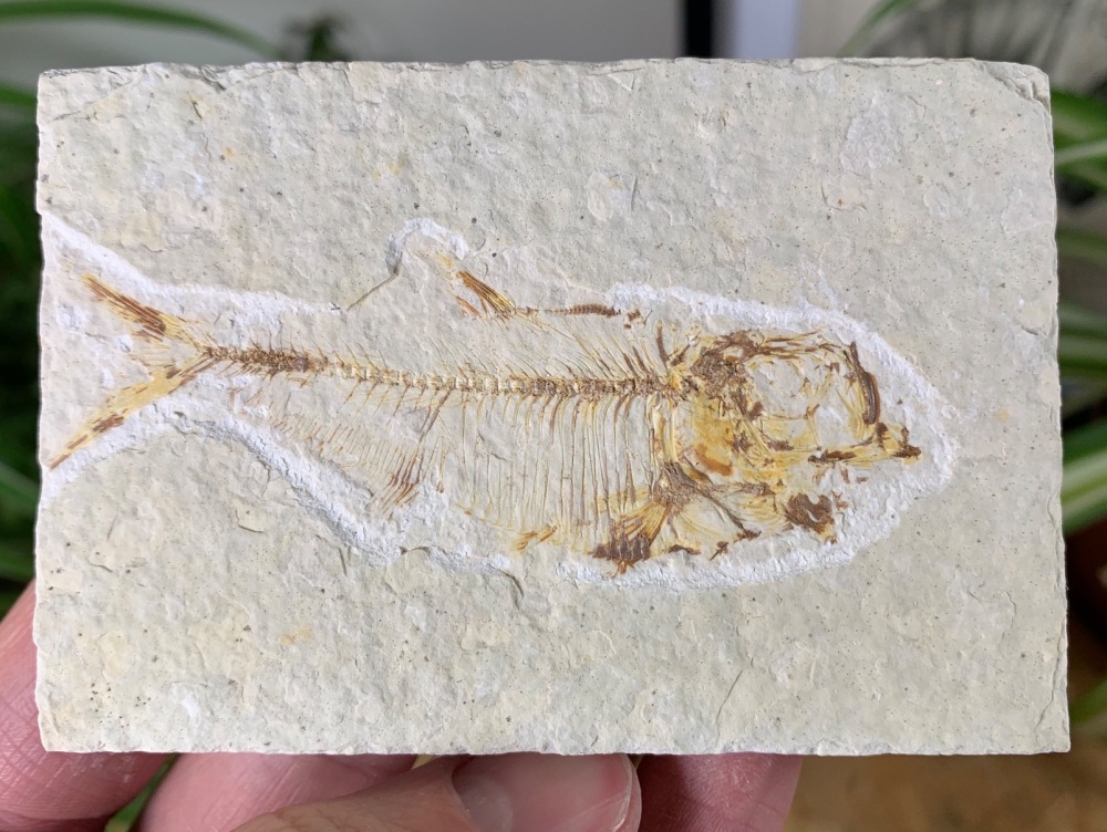Fossil Fish, Green River Formation #34