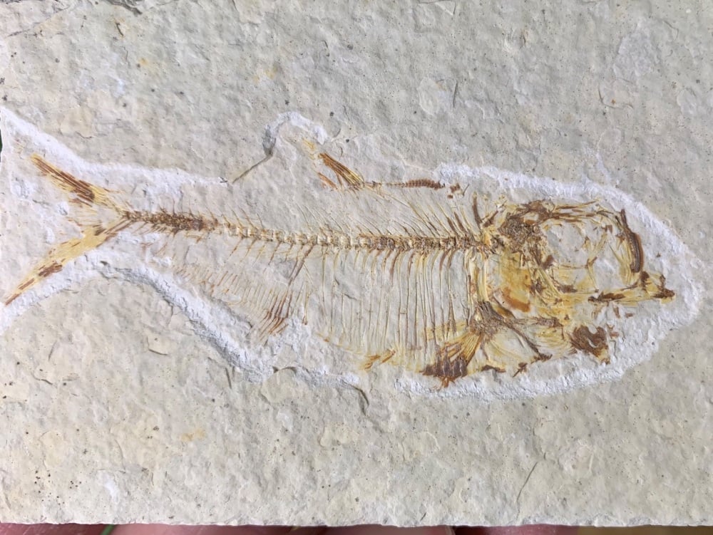 Fossil Fish, Green River Formation #34