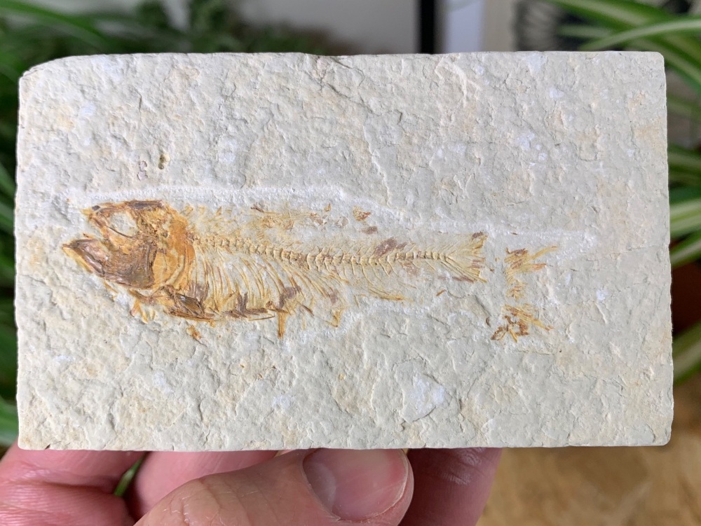 Fossil Fish, Green River Formation #35