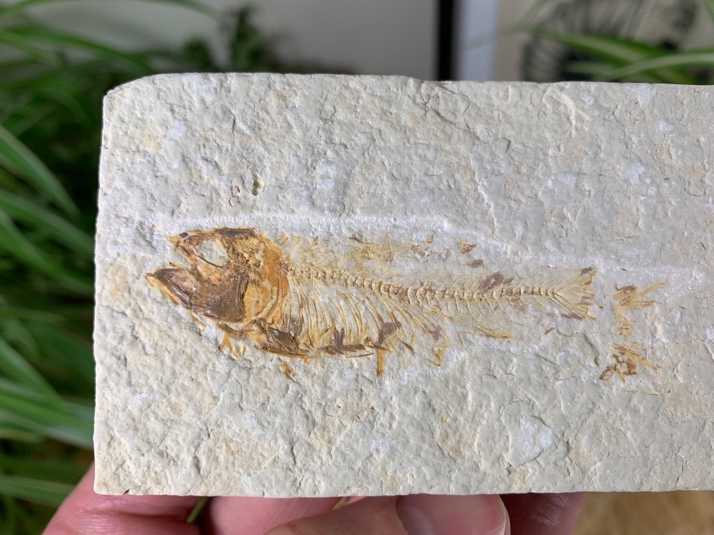 Fossil Fish, Green River Formation #35
