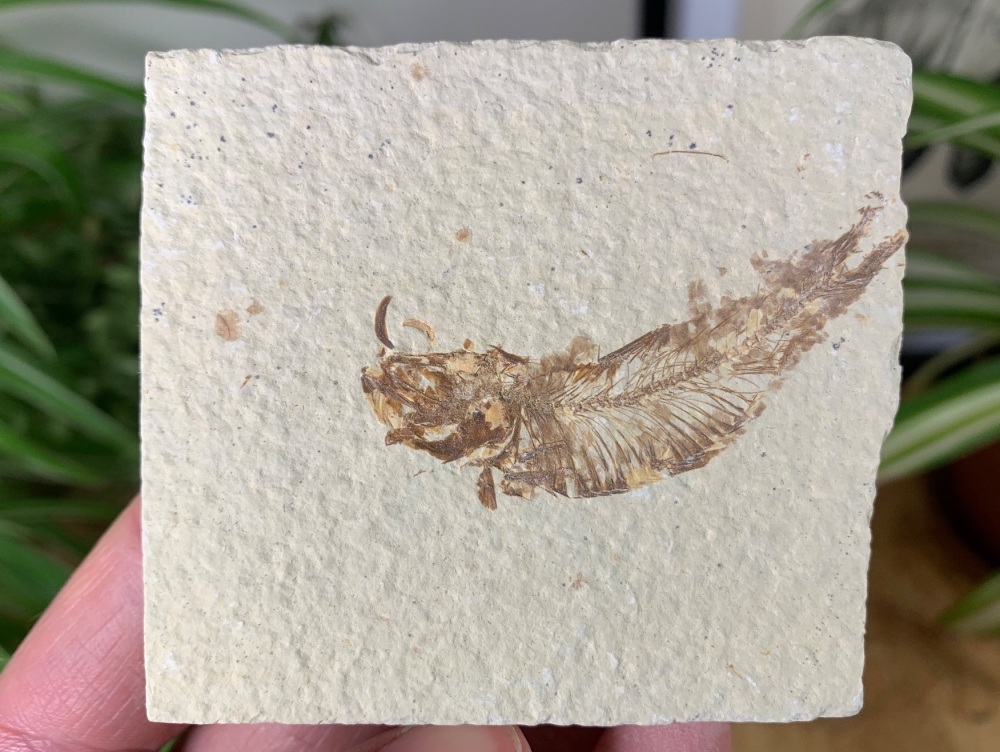 Fossil Fish, Green River Formation #36