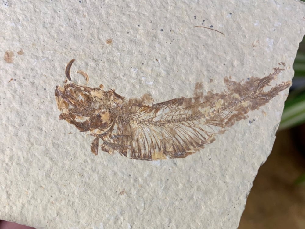 Fossil Fish, Green River Formation #36