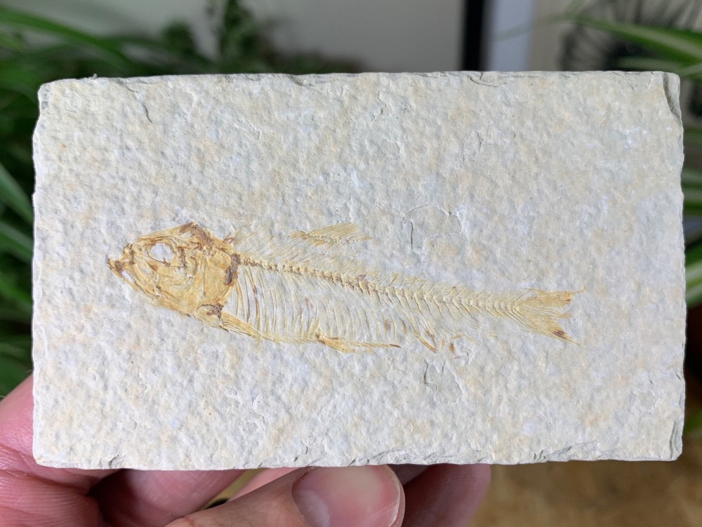 Fossil Fish, Green River Formation #37