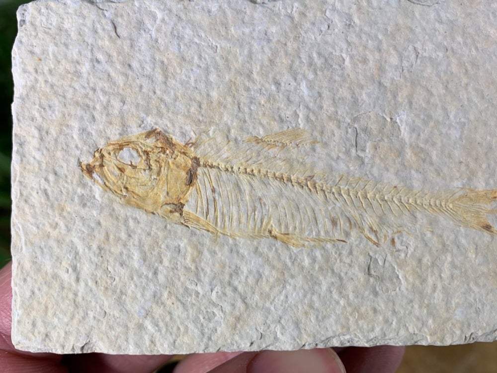 Fossil Fish, Green River Formation #37