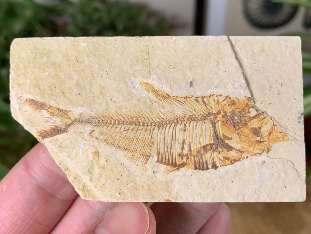 Fossil Fish, Green River Formation #39