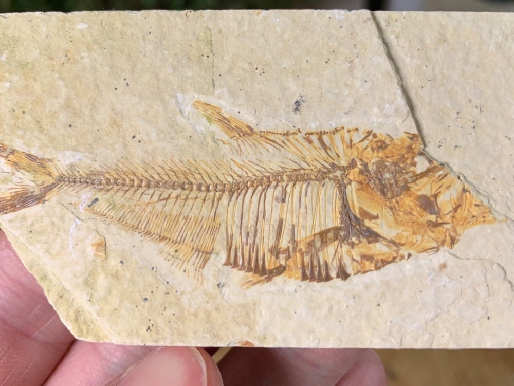 Fossil Fish, Green River Formation #39