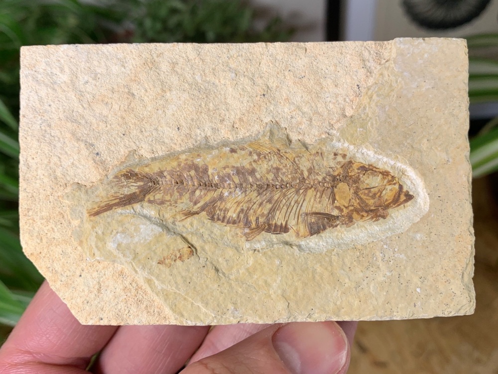 Fossil Fish, Green River Formation #40