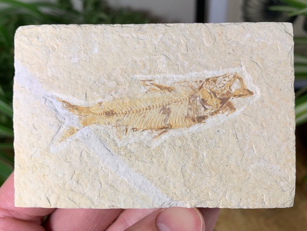 Fossil Fish, Green River Formation #41