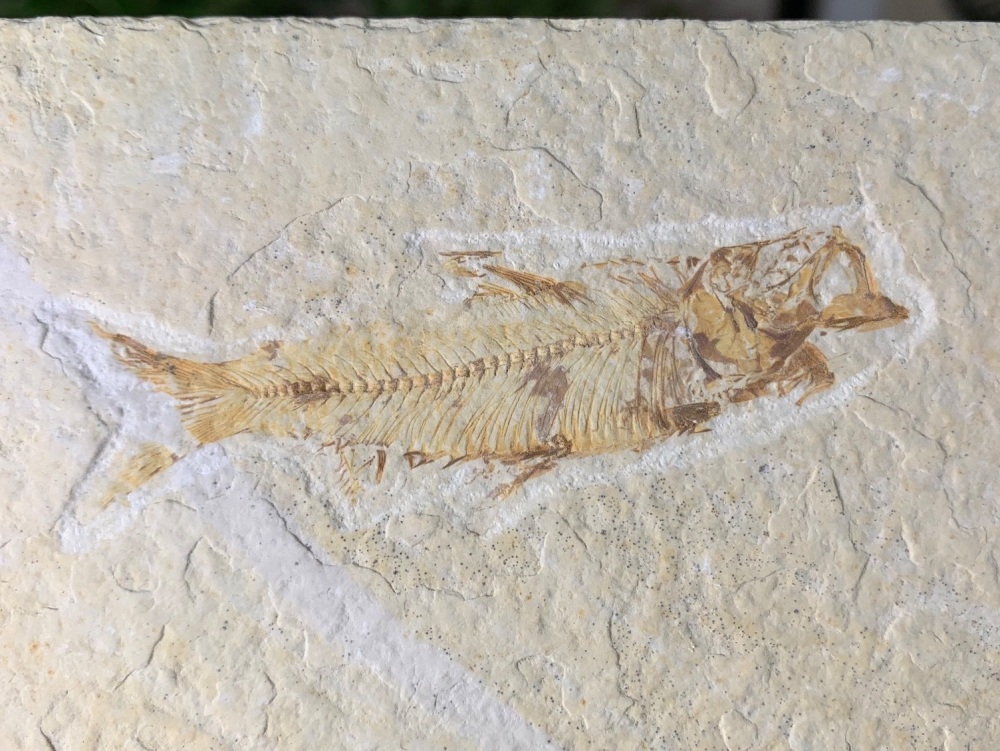 Fossil Fish, Green River Formation #41