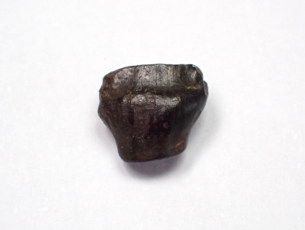Ankylosaur Tooth (Hell Creek Fm.) #01
