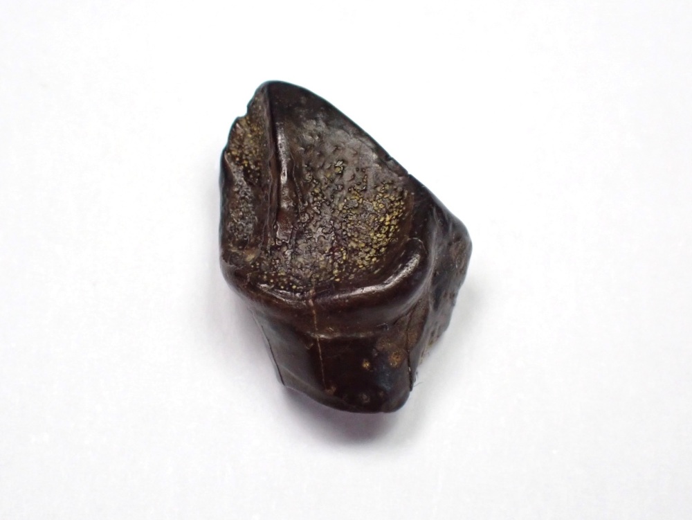 Leptoceratops gracilis Tooth #01