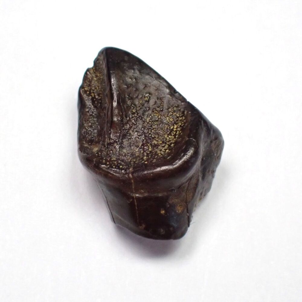Leptoceratops gracilis Tooth #01