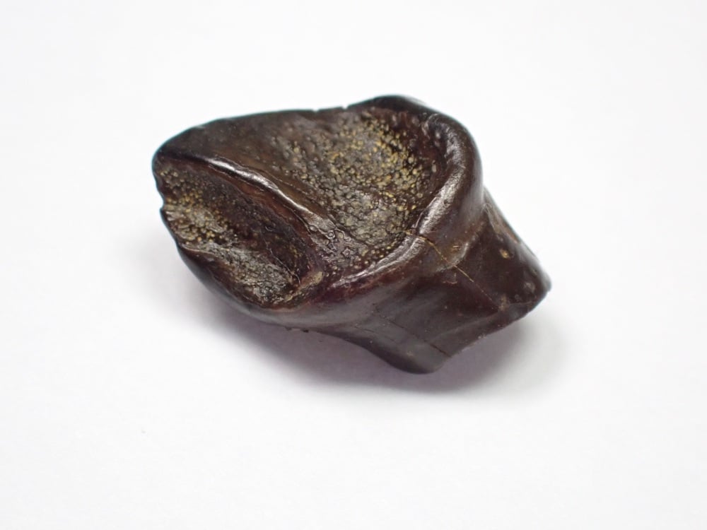 Leptoceratops gracilis Tooth #01