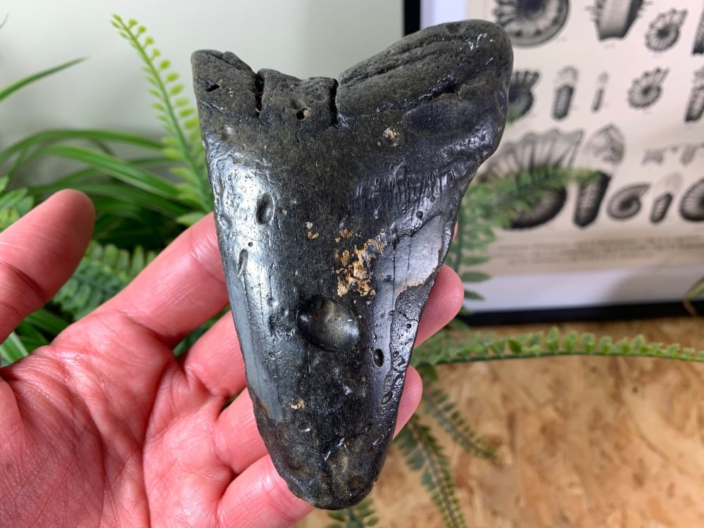 Megalodon Tooth - 4.94 inch #15