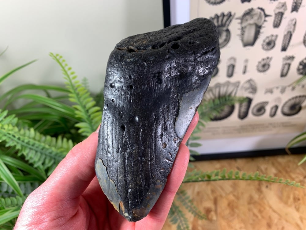 Megalodon Tooth - 5.13 inch #21