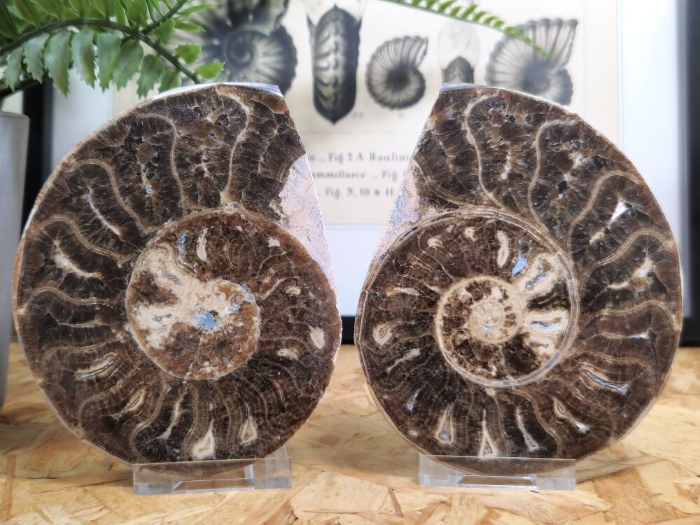 Cut & Polished Haematite Ammonite #01
