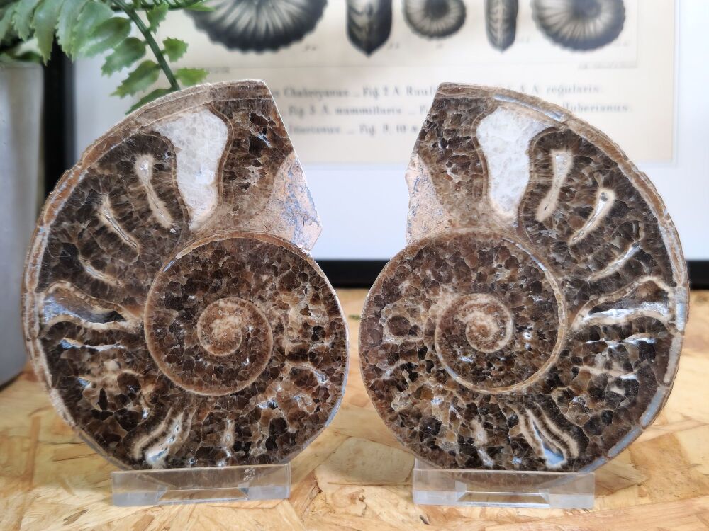 Cut & Polished Haematite Ammonite #03
