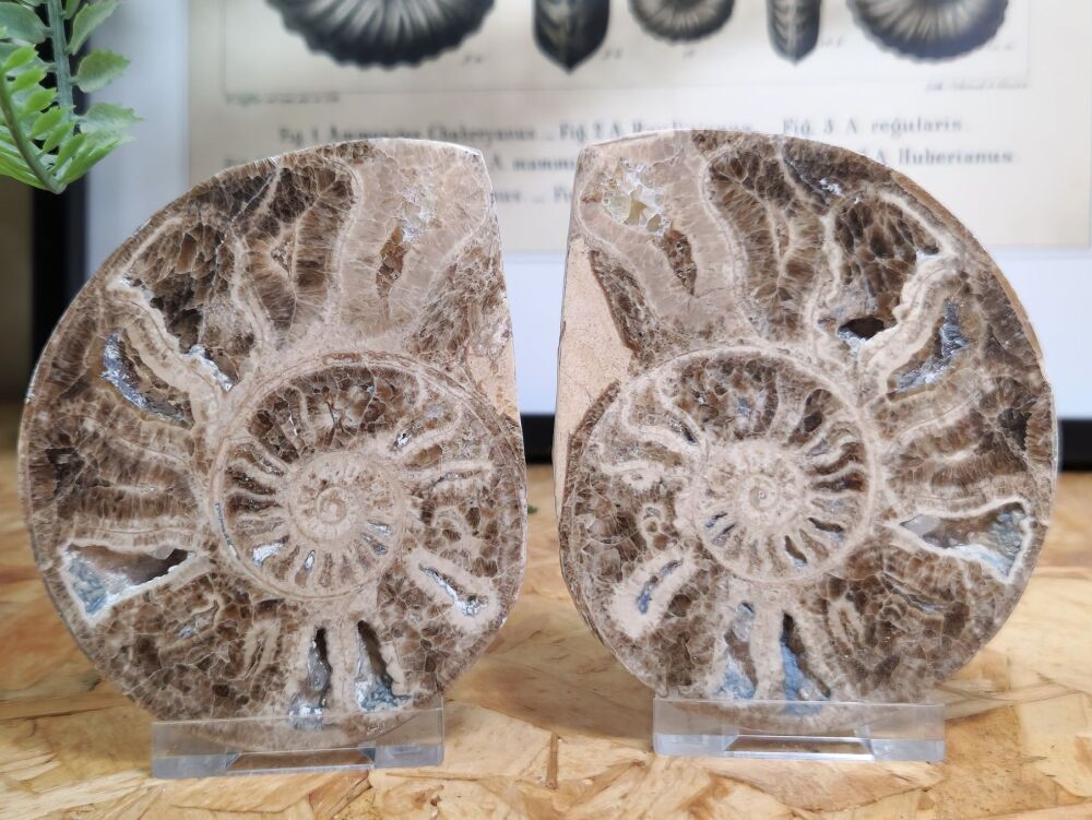 Cut & Polished Haematite Ammonite #04