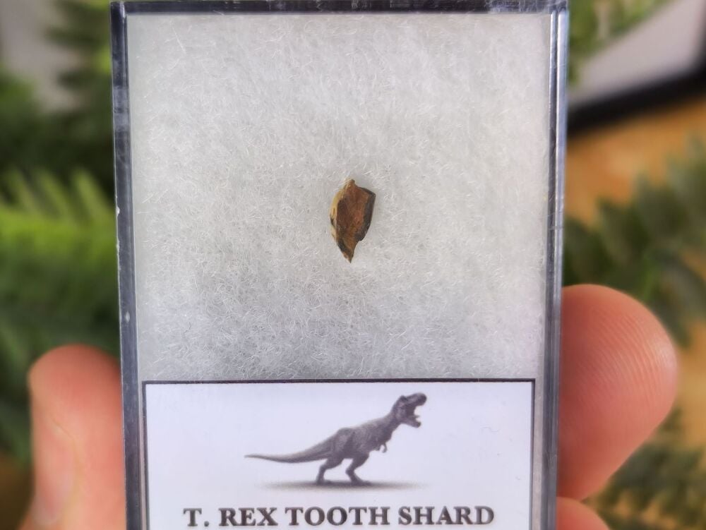 Tyrannosaurus rex Tooth Shard #01