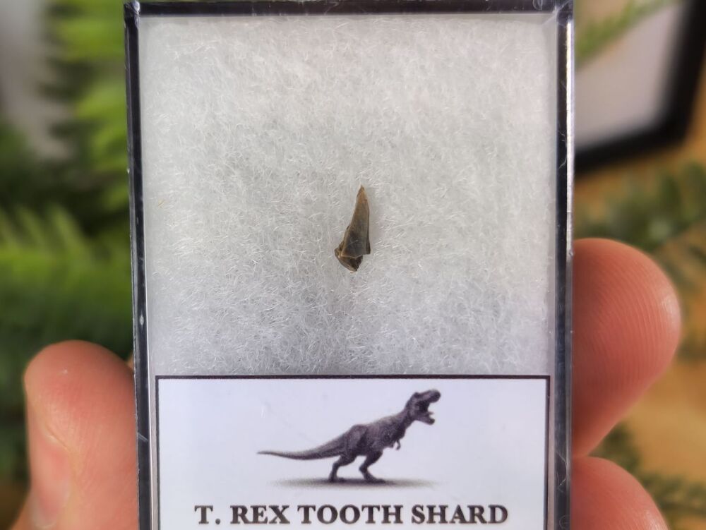 Tyrannosaurus rex Tooth Shard #04