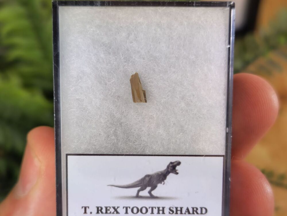 Tyrannosaurus rex Tooth Shard #05