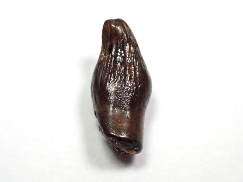 Thescelosaurus Premax Tooth #01
