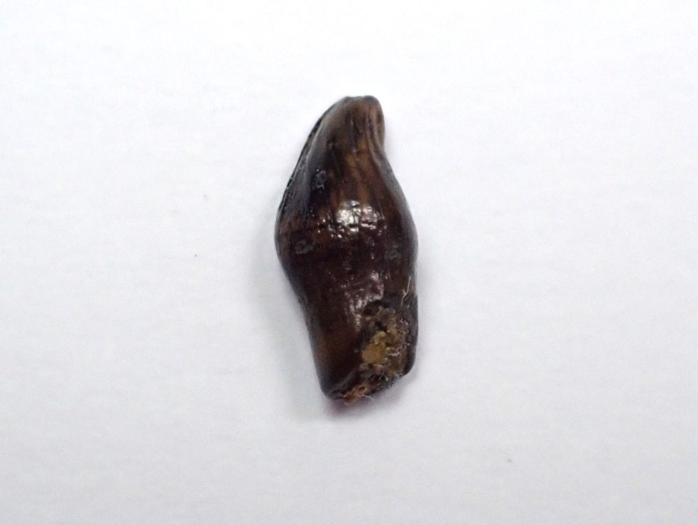 Thescelosaurus Premax Tooth #01