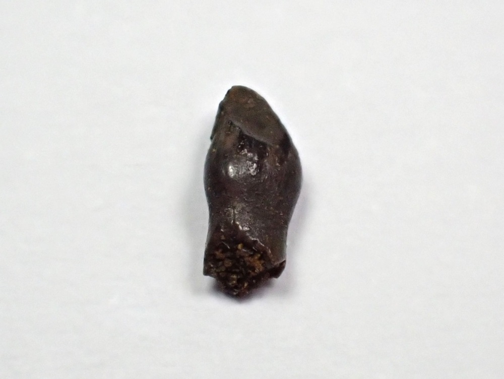 Thescelosaurus Premax Tooth #02