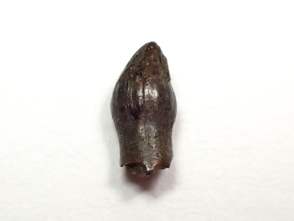 Thescelosaurus Premax Tooth #02