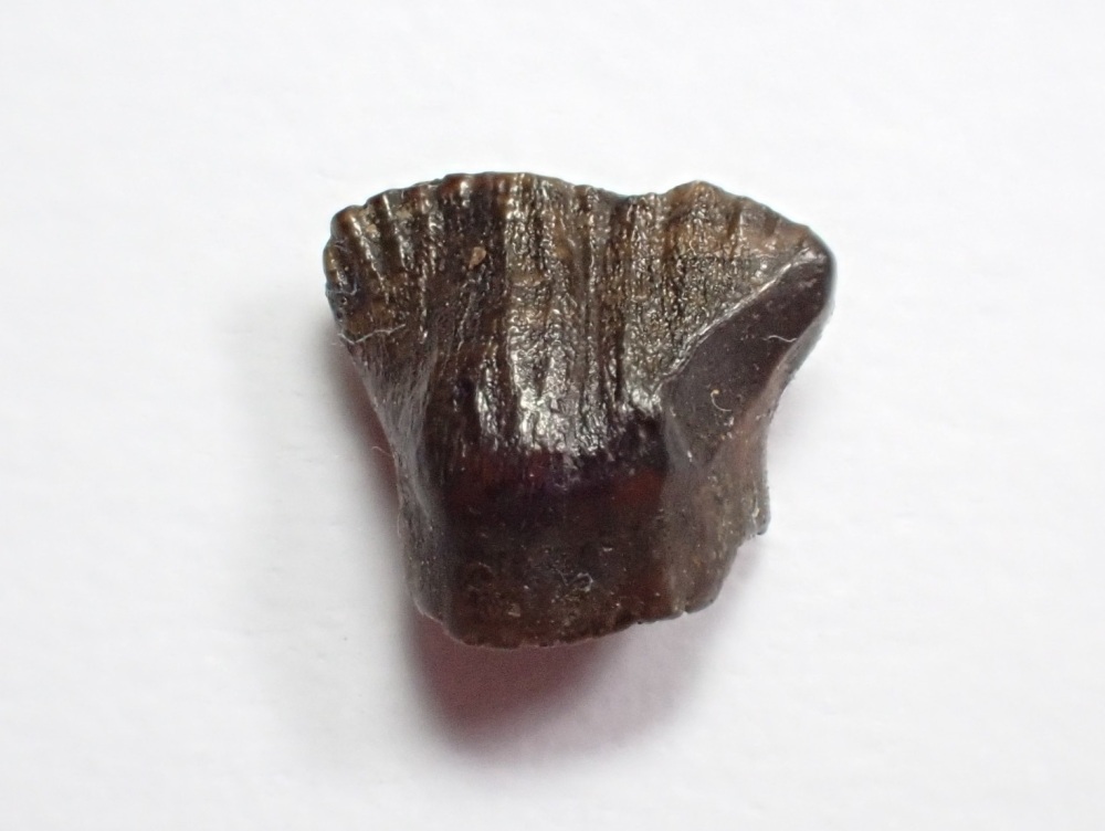 Pachycephalosaur Tooth #01