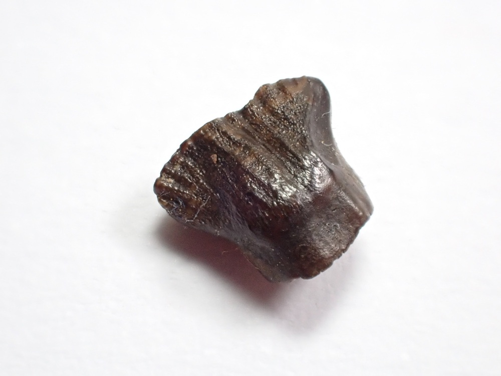 Pachycephalosaur Tooth #01