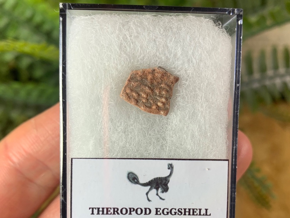 Theropod Dinosaur Eggshell (Henan Province, China) #07