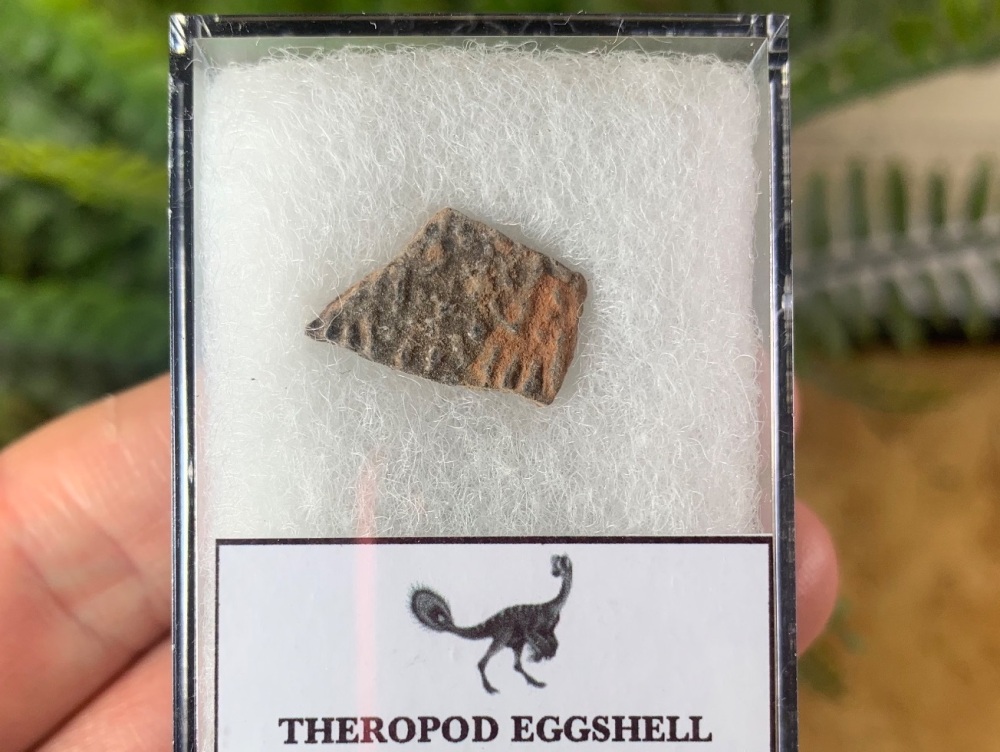 Theropod Dinosaur Eggshell (Henan Province, China) #14