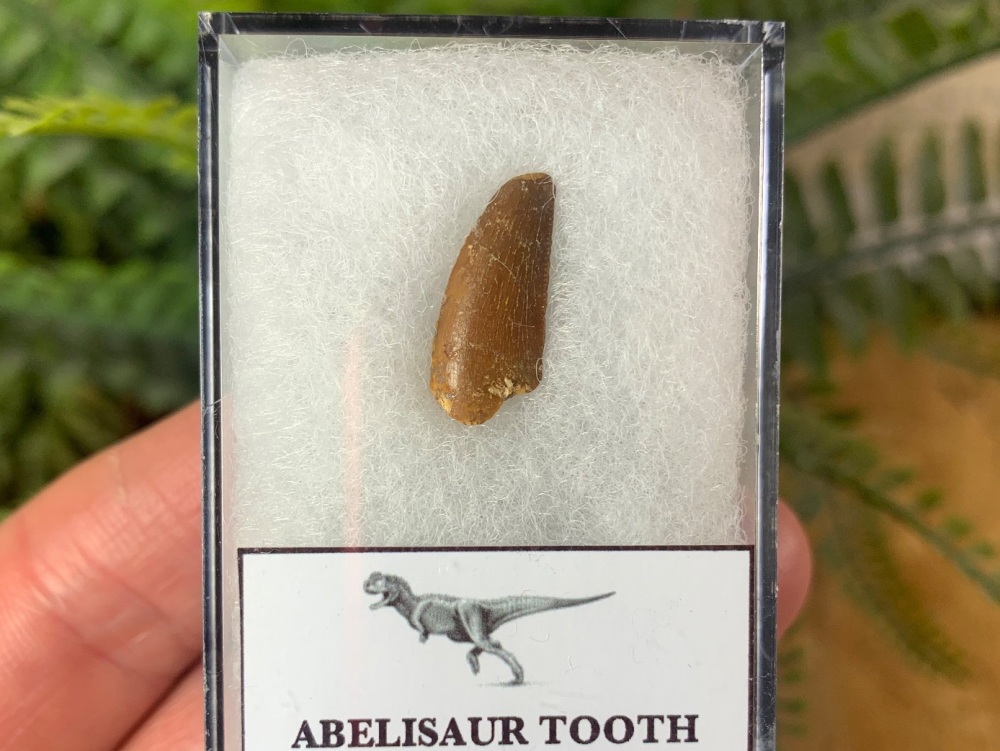 Abelisaur Dinosaur Tooth #AB03