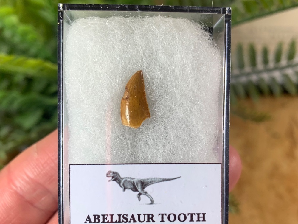 Abelisaur Dinosaur Tooth #AB07