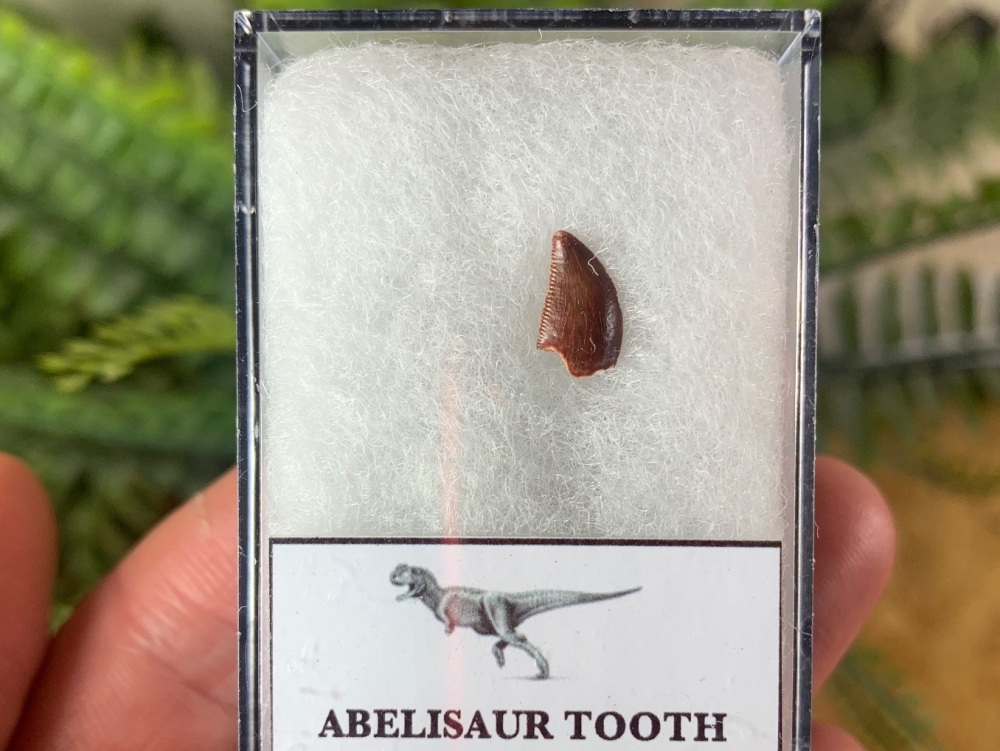 Abelisaur Dinosaur Tooth #AB09