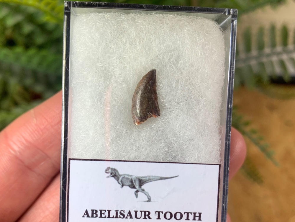 Abelisaur Dinosaur Tooth #AB10