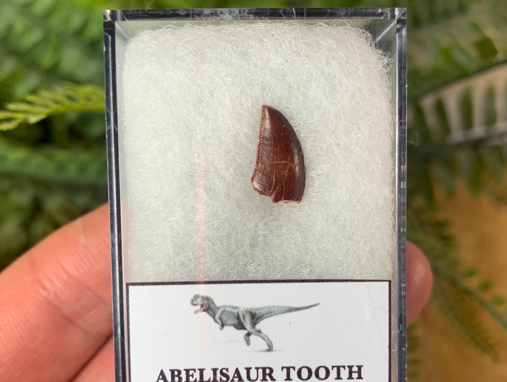 Abelisaur Dinosaur Tooth #AB13