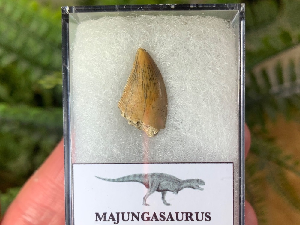 Majungasaurus crenatissimus Tooth (Madagascar) #27