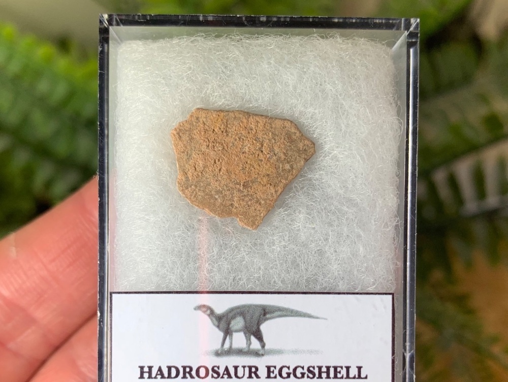 Hadrosaurid Dinosaur Eggshell (China) #03