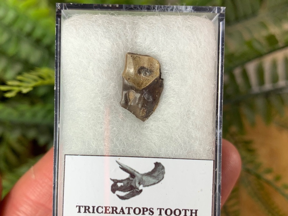 Triceratops Tooth #03