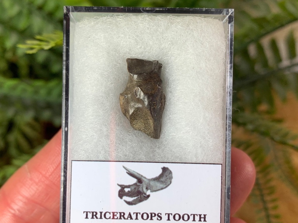 Triceratops Tooth #06