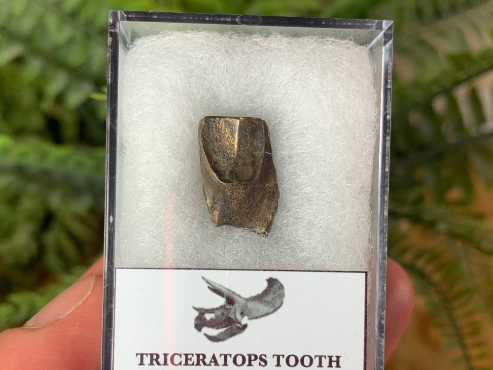Triceratops Tooth #07