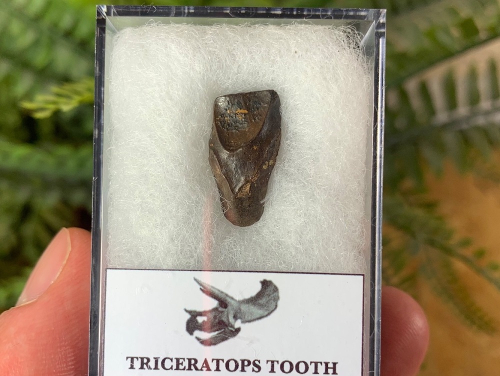 Triceratops Tooth #08