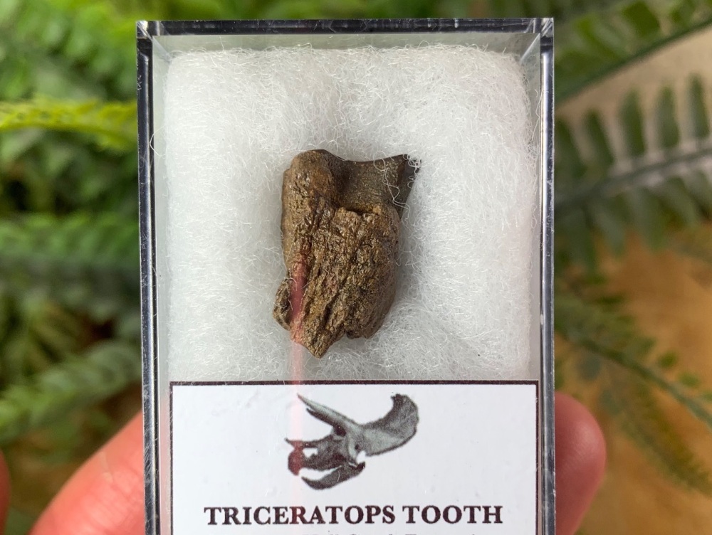 Triceratops Tooth #17