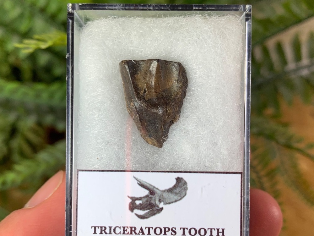 Triceratops Tooth #18