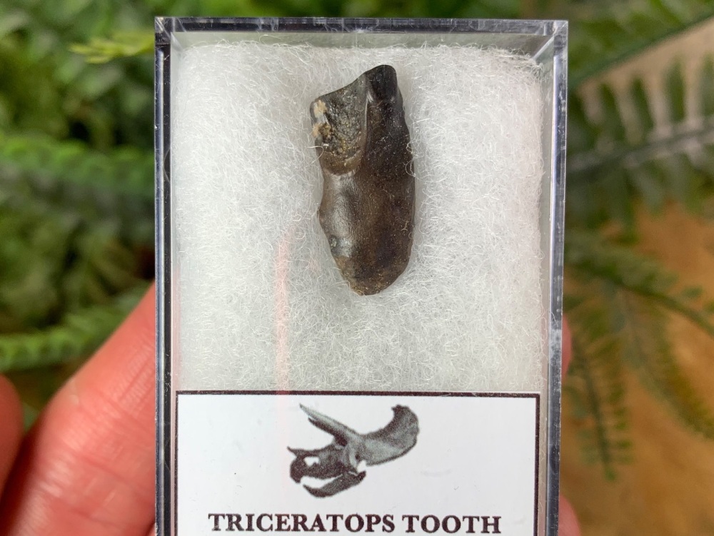 Triceratops Tooth #21